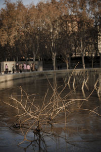 Close-up of tree against water