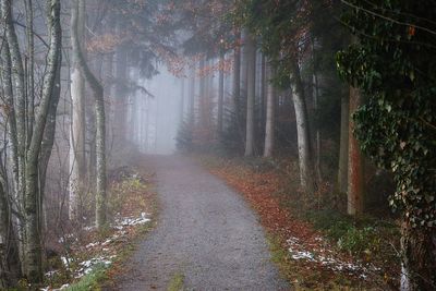 Road amidst trees in forest during autumn