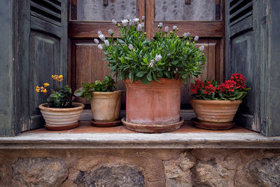 Potted plants against wall and window of building