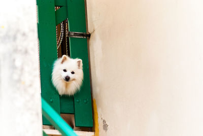 Portrait of pomeranian stuck in door