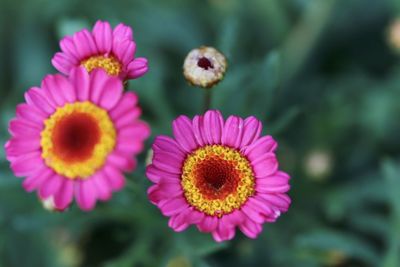 Close-up of pink flower