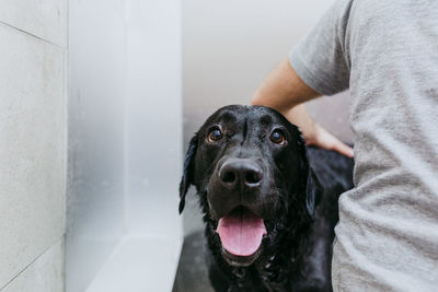 Portrait of black dog sticking out tongue