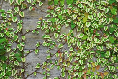 Variegated creeping fig vine growing on weathered wooden wall background