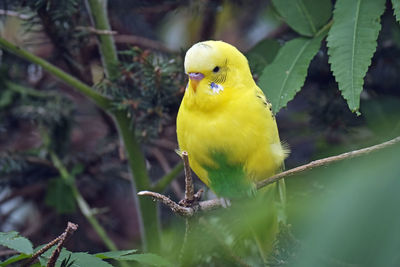 Bird perching on a plant