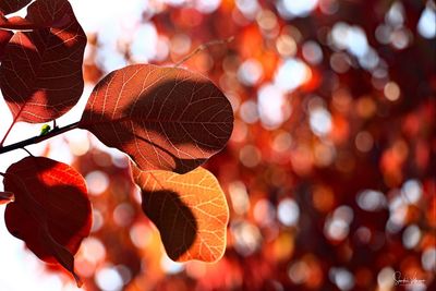 Close-up of autumn leaves on tree