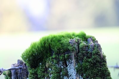 Close-up of tree against sky