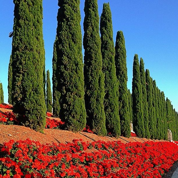 growth, clear sky, beauty in nature, tree, blue, flower, nature, tranquility, red, tranquil scene, scenics, plant, sky, sunlight, green color, day, landscape, freshness, outdoors, idyllic