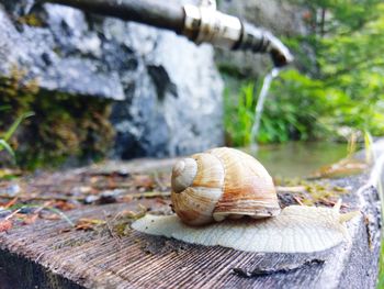 Close-up of snail on wood