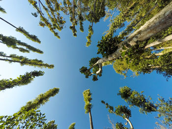 Low angle view of trees against sky