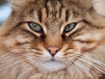 Close-up portrait of cat