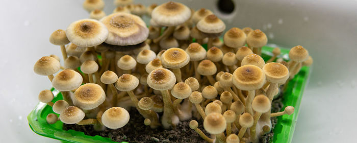 Close-up of mushrooms