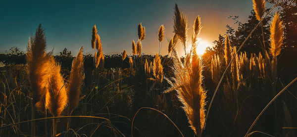 Close-up of stalks in field against sky at sunset