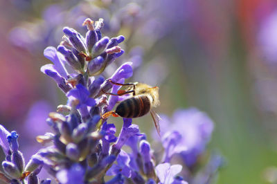 Close-up of bee pollinating on purple flower