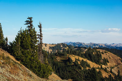 Scenic view of pine trees against sky