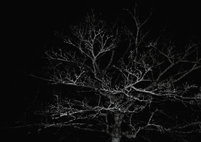 Close-up of bare tree in forest at night