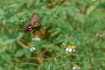 Close-up of butterfly pollinating on flower