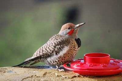 Close-up of bird perching on red feeder