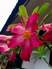 Close-up of wet pink flower