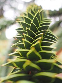 Close-up of plant