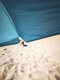 High angle view of dog on beach