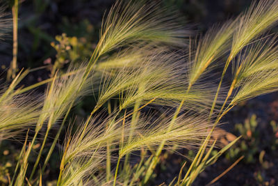 Close-up of wheat growing on field