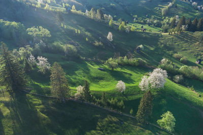 Spring rural landscape with blooming trees in the mountain area, of bucovina - romania. 