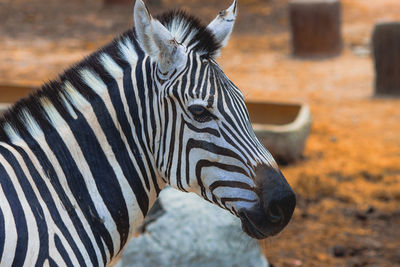 Zebra in the natural zoo.