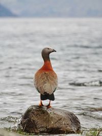 Bird perching on rock