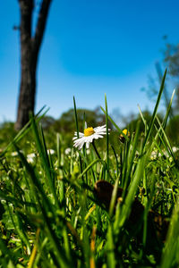 Close-up of yellow flowering plants on field