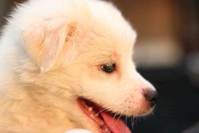 Close-up of dog looking away