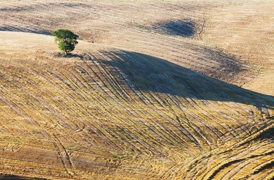 High angle view of trees on landscape