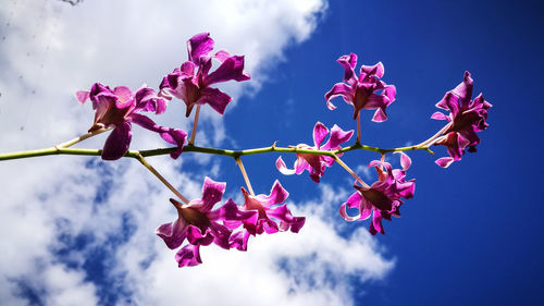 Low angle view of pink flowers against sky