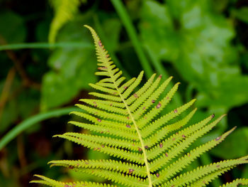 Close-up of fern leaves