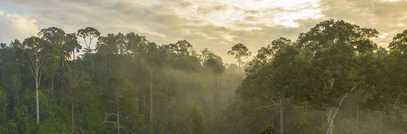 Trees in forest against sky