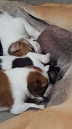 High angle view of cats sleeping on bed