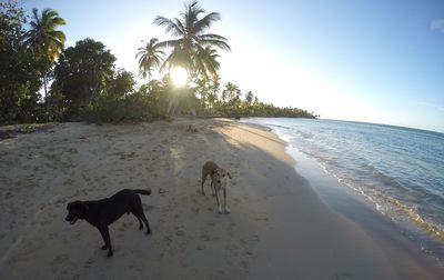 Dog on beach against sky