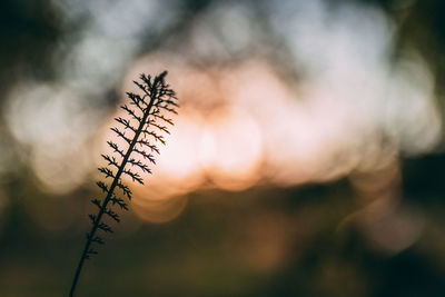 Close-up of silhouette plant against sky during sunset