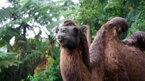 The hairy camel in the zoo in selective focus