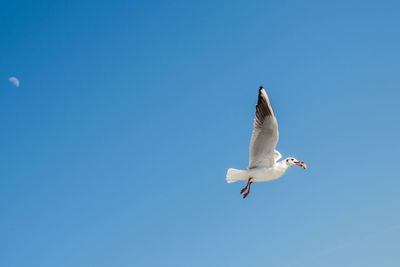 Low angle view of seagull flying