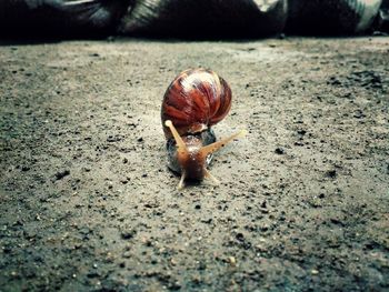 Close-up of snail