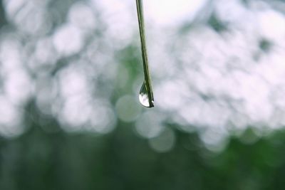 Close-up of raindrop on leaf