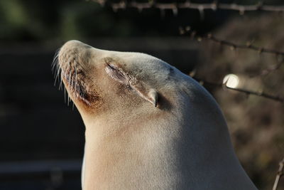 Close-up of dog looking away