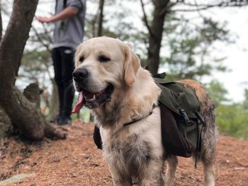 Golden retriever male with his knapsack 