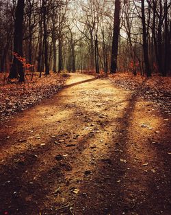 Road passing through forest