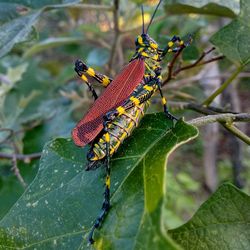 Close-up of grasshopper on leaf