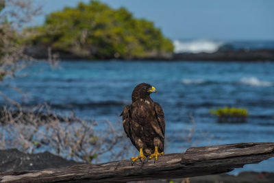 Golden eagle perching on driftwood against sea