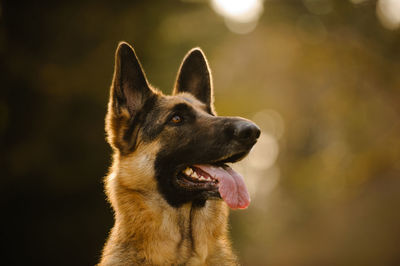 Close-up of german shepherd sticking out tongue