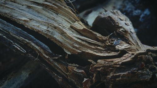 Close-up of tree trunk