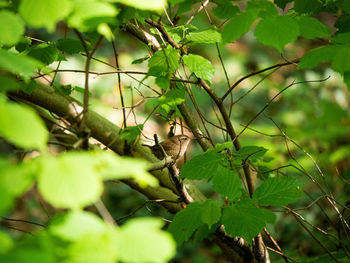 Bird perching on a tree