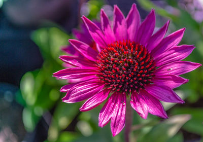 Close-up of pink flower